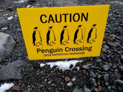 cartello pinguinio400